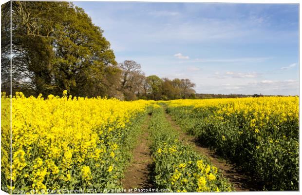Wirral Rapeseed Beauty   Canvas Print by David Chennell