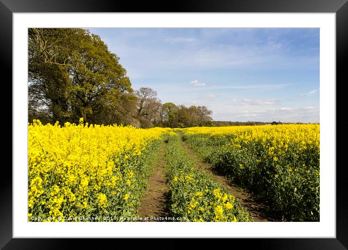 Wirral Rapeseed Beauty   Framed Mounted Print by David Chennell