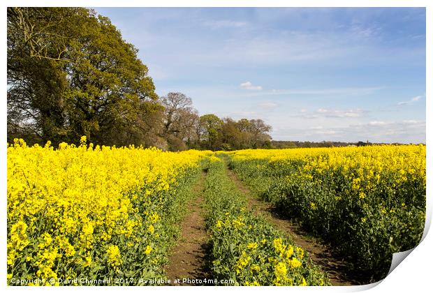 Wirral Rapeseed Beauty   Print by David Chennell