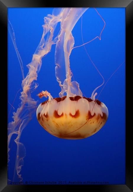 Medusa Jellyfish  Framed Print by Christiane Schulze