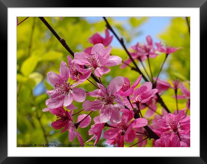 A Spring Flower Framed Mounted Print by Jane Metters