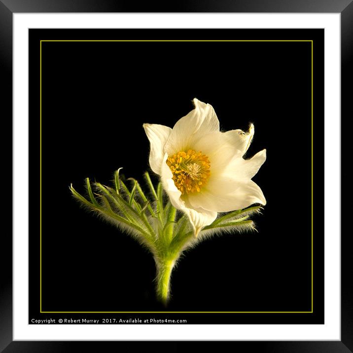 Pasque Flower on Black Framed Mounted Print by Robert Murray