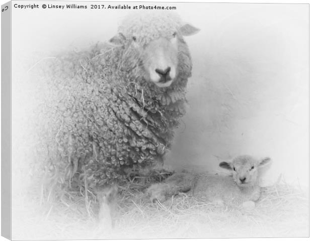 Lamb and Mother  Canvas Print by Linsey Williams