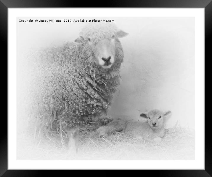 Lamb and Mother  Framed Mounted Print by Linsey Williams