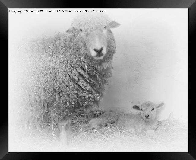 Lamb and Mother  Framed Print by Linsey Williams
