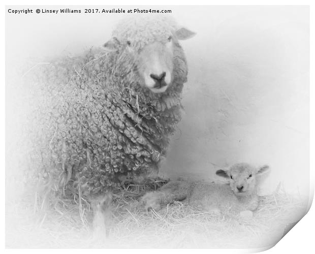 Lamb and Mother  Print by Linsey Williams
