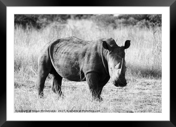 White rhino in bush (mono) Framed Mounted Print by Angus McComiskey