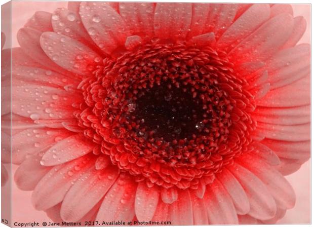    Colourful Gerbera                             Canvas Print by Jane Metters
