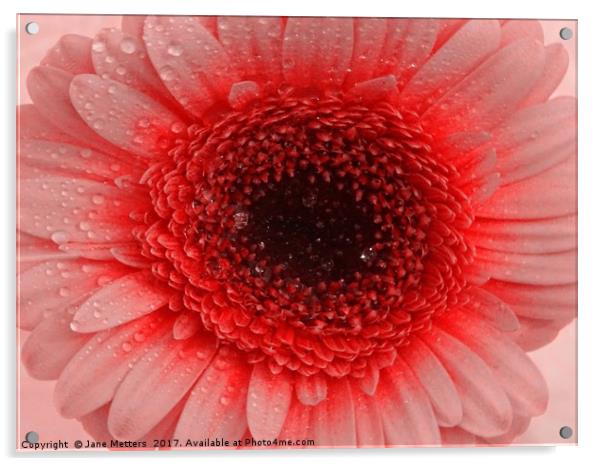    Colourful Gerbera                             Acrylic by Jane Metters