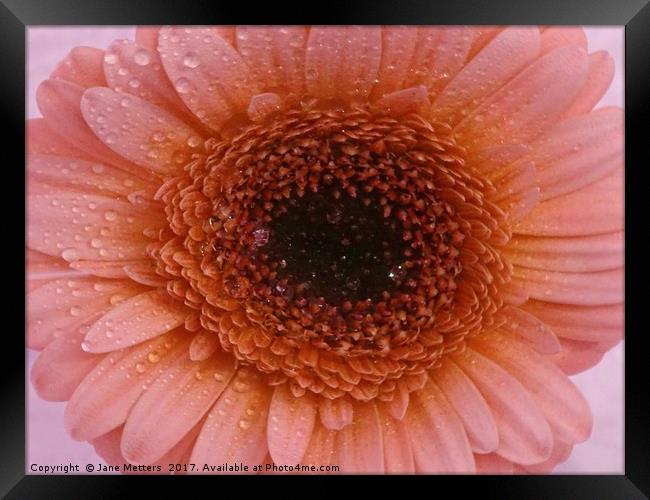       Gerbera Daisy Flower                         Framed Print by Jane Metters