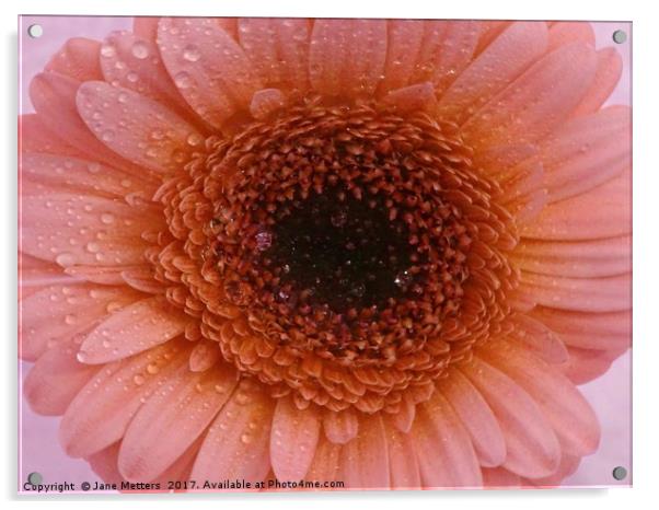       Gerbera Daisy Flower                         Acrylic by Jane Metters