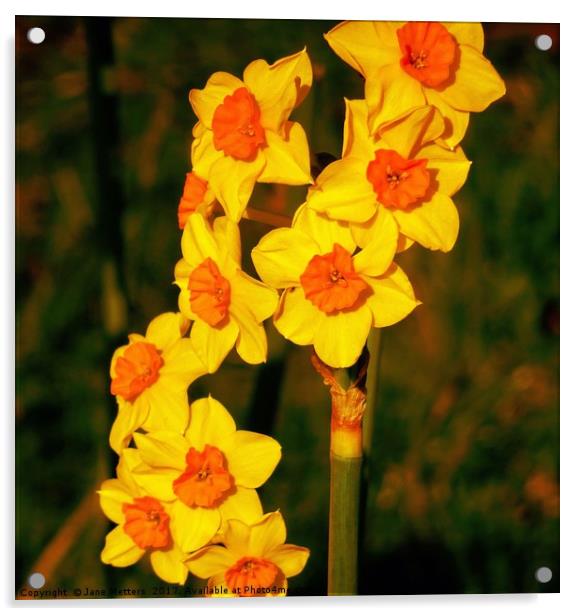 Daffodil in Bloom Acrylic by Jane Metters