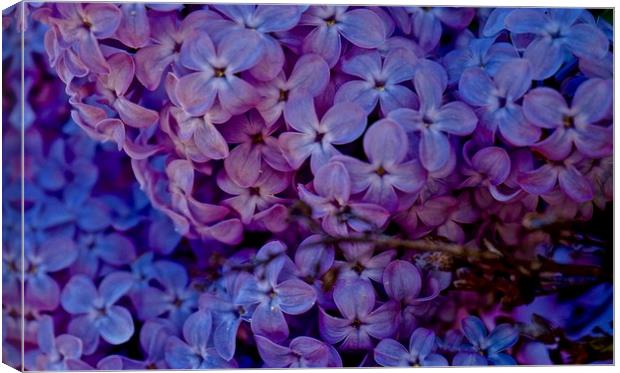  Syringa vulgaris common lilac                     Canvas Print by Sue Bottomley