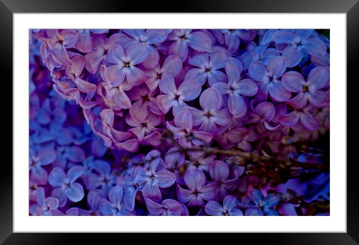  Syringa vulgaris common lilac                     Framed Mounted Print by Sue Bottomley