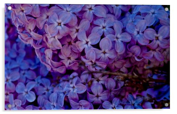  Syringa vulgaris common lilac                     Acrylic by Sue Bottomley