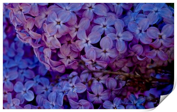  Syringa vulgaris common lilac                     Print by Sue Bottomley