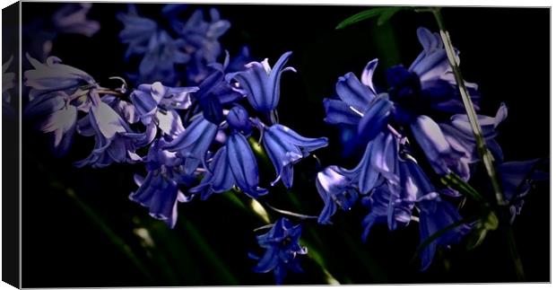 Bluebells in the sunlight                          Canvas Print by Sue Bottomley