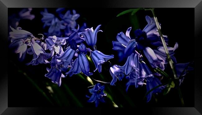 Bluebells in the sunlight                          Framed Print by Sue Bottomley