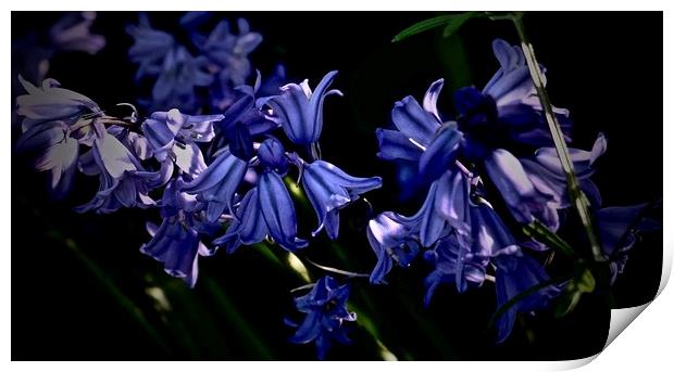 Bluebells in the sunlight                          Print by Sue Bottomley