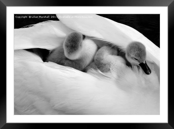 Hitching a ride.  Framed Mounted Print by Lilian Marshall