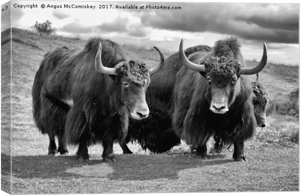 Shaggy haired yaks (mono) Canvas Print by Angus McComiskey