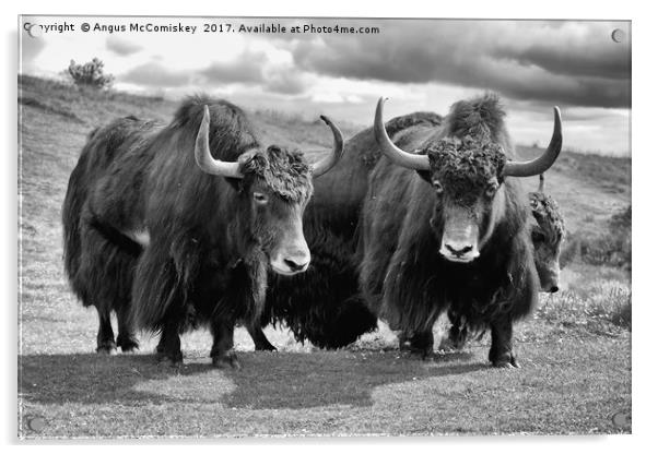 Shaggy haired yaks (mono) Acrylic by Angus McComiskey