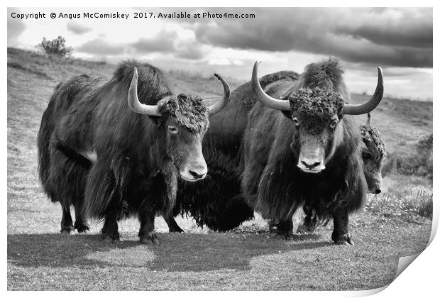 Shaggy haired yaks (mono) Print by Angus McComiskey
