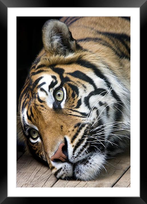 Sumatran Tiger Framed Mounted Print by Tony Bates