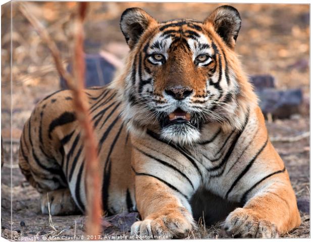 Tiger, Tiger Canvas Print by Alan Crawford