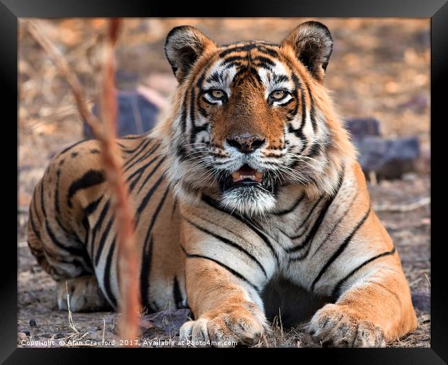 Tiger, Tiger Framed Print by Alan Crawford