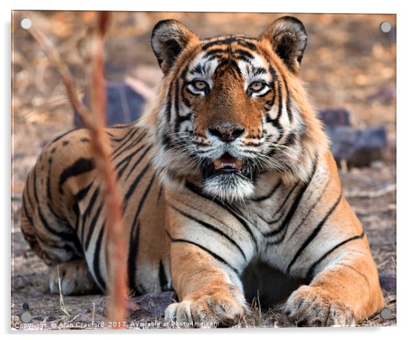 Tiger, Tiger Acrylic by Alan Crawford