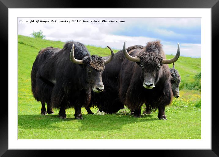 Shaggy haired yaks Framed Mounted Print by Angus McComiskey