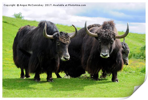 Shaggy haired yaks Print by Angus McComiskey