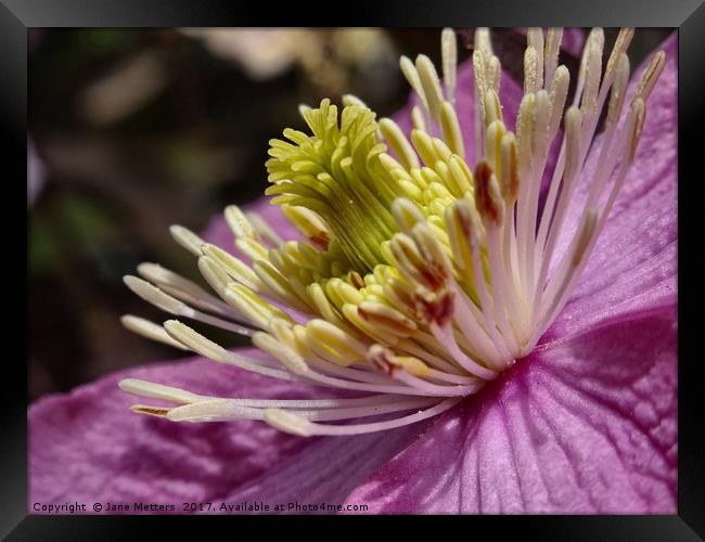       Clematis Close-Up                          Framed Print by Jane Metters