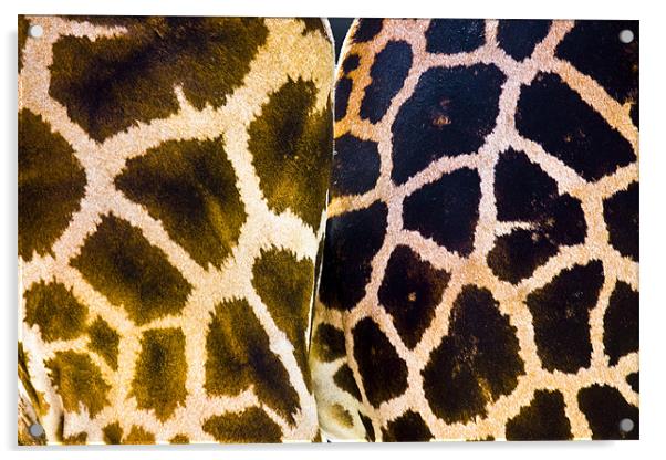 Giraffes butts Acrylic by Gabor Pozsgai