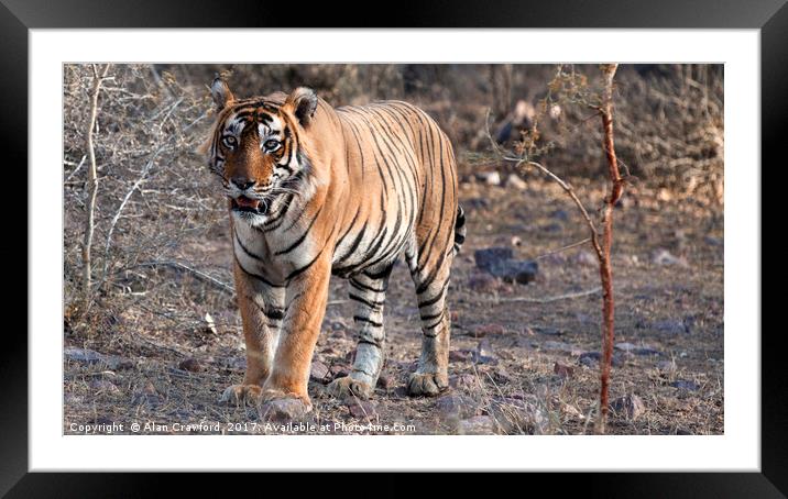 Bengal Tiger Framed Mounted Print by Alan Crawford