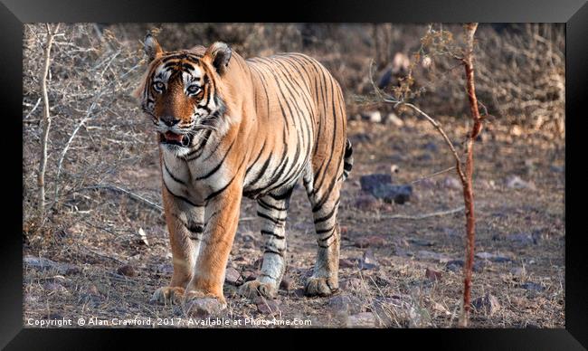 Bengal Tiger Framed Print by Alan Crawford