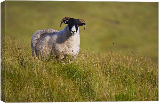 Scottish Blackface sheep on green field Canvas Print by Gabor Pozsgai