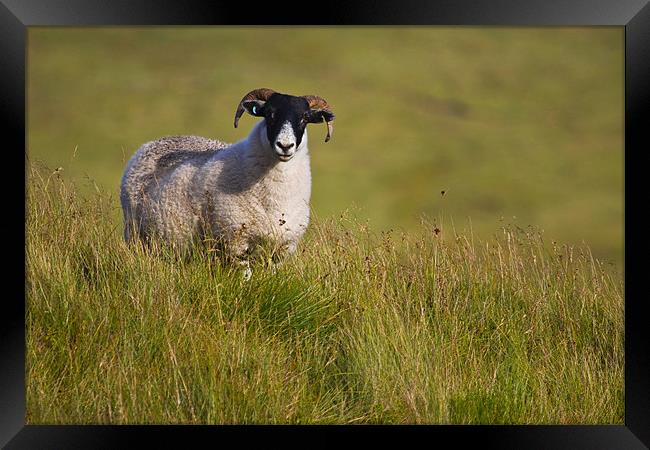 Scottish Blackface sheep on green field Framed Print by Gabor Pozsgai