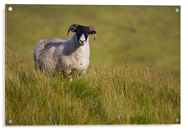 Scottish Blackface sheep on green field Acrylic by Gabor Pozsgai