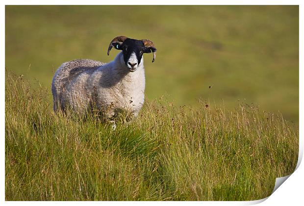 Scottish Blackface sheep on green field Print by Gabor Pozsgai