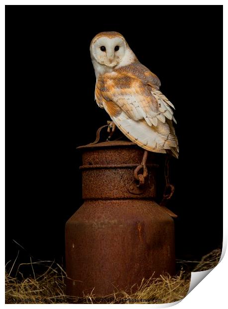 Barn Owl on milk churn Print by Sorcha Lewis