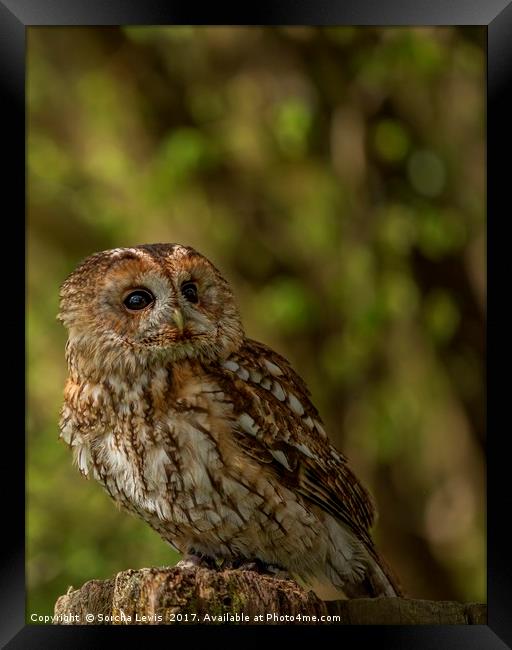 Tawny Owl  Framed Print by Sorcha Lewis