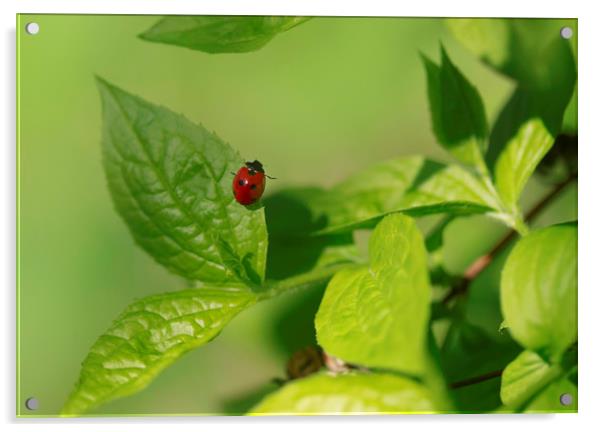 red ladybug sitting on green leaf Acrylic by Olena Ivanova