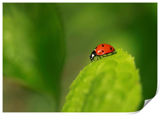 red ladybug sitting on green leaf Print by Olena Ivanova