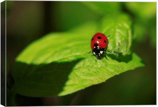 red ladybug sitting on green leaf Canvas Print by Olena Ivanova