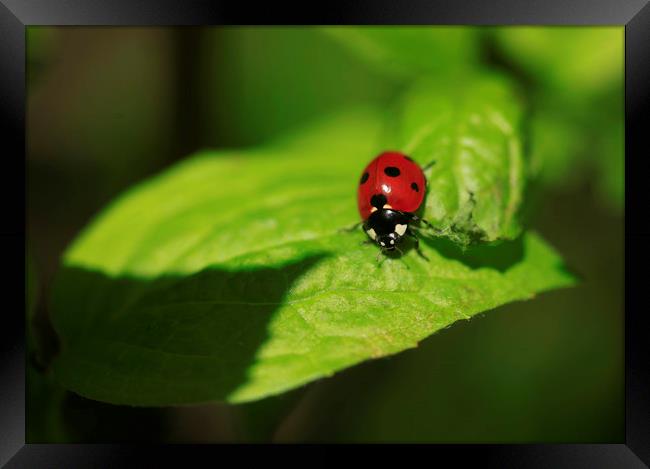 red ladybug sitting on green leaf Framed Print by Olena Ivanova