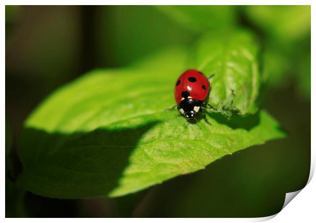 red ladybug sitting on green leaf Print by Olena Ivanova