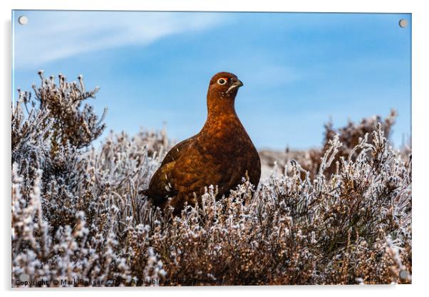 Red Grouse Acrylic by Mark S Rosser