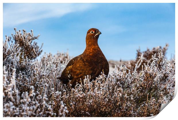 Red Grouse Print by Mark S Rosser